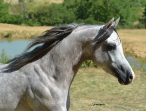 Photo de VASSILIUS DES AUBUS, pur-sang arabe passé au Haras de la Chataignière - Des Aubus