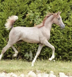 Photo de VENEZIA DES AUBUES, pur-sang arabe passé au Haras de la Chataignière - Des Aubus