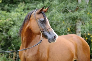 Photo de VEREIA (SU), pur-sang arabe passé au Haras de la Chataignière - Des Aubus