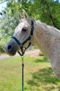 Photo de WACTER DES AUBUS, pur-sang arabe passé au Haras de la Chataignière - Des Aubus