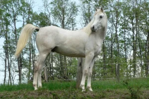 Photo de XERES DES AUBUS, pur-sang arabe passé au Haras de la Chataignière - Des Aubus