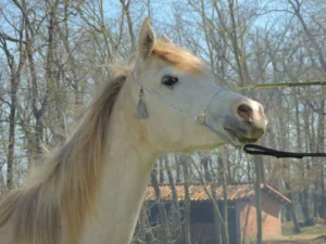 Photo de XYNSTHIA DES AUBUES, pur-sang arabe passé au Haras de la Chataignière - Des Aubus