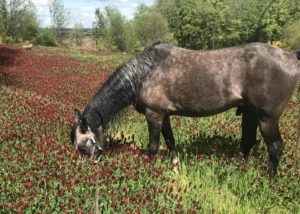 Photo de YARIZ DES AUBUS, pur-sang arabe passé au Haras de la Chataignière - Des Aubus