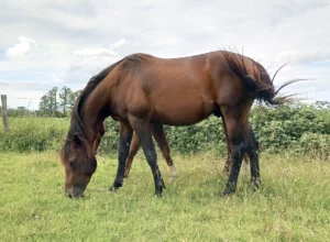 Photo de ZEFIR'AUBUS D'HYBRIS, pur-sang arabe passé au Haras de la Chataignière - Des Aubus
