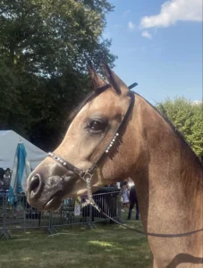 Photo de ZENEC DES AUBUS, pur-sang arabe passé au Haras de la Chataignière - Des Aubus