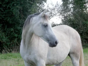 Photo de ZESTE DES AUBUS, pur-sang arabe passé au Haras de la Chataignière - Des Aubus