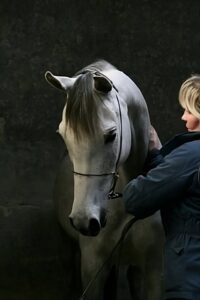 Photo de IM OCCITANIE CATHARE, pur-sang arabe passé au Haras de la Chataignière - Des Aubus