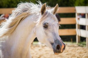 Photo de MELYA DES AUBUES, pur-sang arabe passé au Haras de la Chataignière - Des Aubus