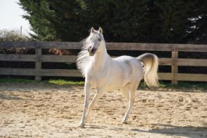 Photo de MYLANIA DES AUBUES, pur-sang arabe passé au Haras de la Chataignière - Des Aubus
