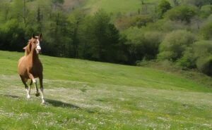 Photo de NEVOSKA DE PAWI, pur-sang arabe passé au Haras de la Chataignière - Des Aubus
