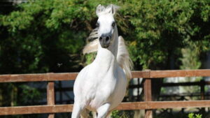 Photo de AJA ANGELO (GBR), pur-sang arabe passé au Haras de la Chataignière - Des Aubus