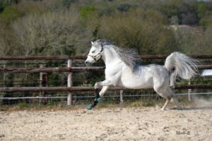 Photo de AL MINYA, pur-sang arabe passé au Haras de la Chataignière - Des Aubus