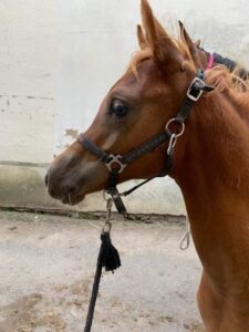 Photo de ANGELIUS DES AUBUS, pur-sang arabe passé au Haras de la Chataignière - Des Aubus