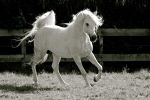 Photo de ANGELO DES AUBUS, pur-sang arabe passé au Haras de la Chataignière - Des Aubus