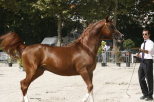 Photo de ARES DES AUBUS, pur-sang arabe passé au Haras de la Chataignière - Des Aubus