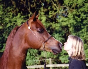 Photo de BORNEO (ESP), pur-sang arabe passé au Haras de la Chataignière - Des Aubus