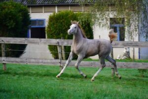 Photo de BURYAL DES AUBUS, pur-sang arabe passé au Haras de la Chataignière - Des Aubus