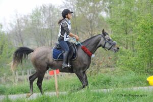 Photo de CAKENN DES AUBUES, pur-sang arabe passé au Haras de la Chataignière - Des Aubus