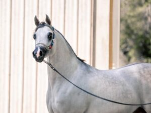 Photo de DILIGO DES AUBUS, pur-sang arabe passé au Haras de la Chataignière - Des Aubus
