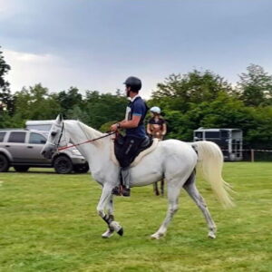 Photo de EXSSILY DES AUBUS, pur-sang arabe passé au Haras de la Chataignière - Des Aubus
