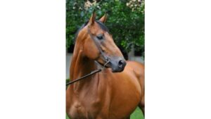Photo de JOSCO DU CAYROU, pur-sang arabe passé au Haras de la Chataignière - Des Aubus