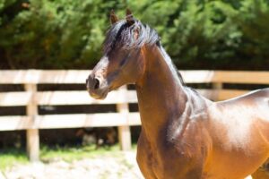Photo de LE NONITO, pur-sang arabe passé au Haras de la Chataignière - Des Aubus