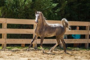 Photo de LYDIAN DES AUBUS, pur-sang arabe passé au Haras de la Chataignière - Des Aubus