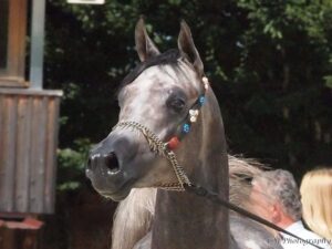 Photo de MAXILIUS DES AUBUS, pur-sang arabe passé au Haras de la Chataignière - Des Aubus