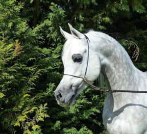 Photo de MAXIMILIAN (ITA), pur-sang arabe passé au Haras de la Chataignière - Des Aubus