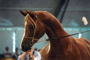Photo de MENESTYK DES AUBUS, pur-sang arabe passé au Haras de la Chataignière - Des Aubus