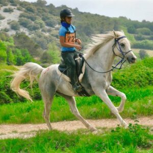 Photo de MYSTAIR DES AUBUS, pur-sang arabe passé au Haras de la Chataignière - Des Aubus