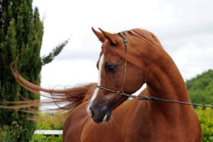 Photo de MYSTIC IMMAGE, pur-sang arabe passé au Haras de la Chataignière - Des Aubus