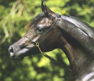 Photo de R ALI BEY (USA), pur-sang arabe passé au Haras de la Chataignière - Des Aubus