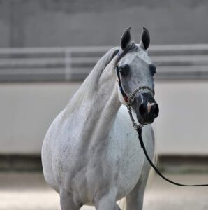 Photo de RAFALIA DES AUBUES, pur-sang arabe passé au Haras de la Chataignière - Des Aubus