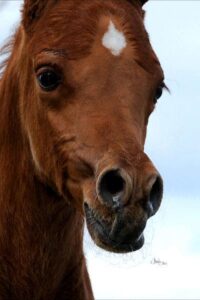 Photo de RAFATZIOO DES AUBUS, pur-sang arabe passé au Haras de la Chataignière - Des Aubus
