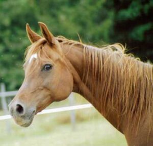 Photo de SHAMILAH MENESSA, pur-sang arabe passé au Haras de la Chataignière - Des Aubus