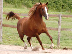 Photo de SHANNA B R (BEL), pur-sang arabe passé au Haras de la Chataignière - Des Aubus