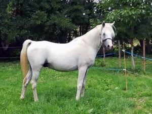 Photo de SMALL DES AUBUS, pur-sang arabe passé au Haras de la Chataignière - Des Aubus