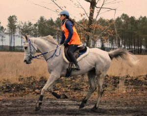 Photo de SVENSK DES AUBUS, pur-sang arabe passé au Haras de la Chataignière - Des Aubus