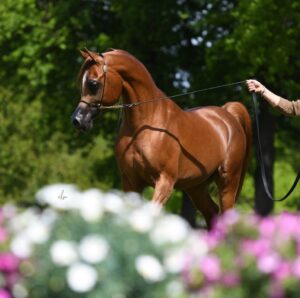 Photo de WAHAJ ALBIDAYER (ARE), pur-sang arabe passé au Haras de la Chataignière - Des Aubus