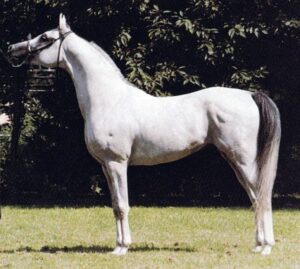 Photo de WARANDES PLAKAT (NLD), pur-sang arabe passé au Haras de la Chataignière - Des Aubus