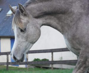 Photo de YALHAN DES AUBUS, pur-sang arabe passé au Haras de la Chataignière - Des Aubus