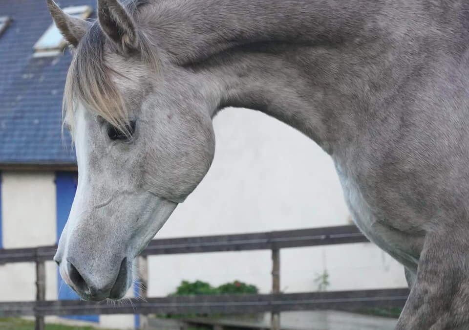 YALHAN DES AUBUS
