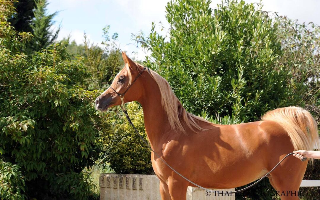 YALKAIIR DES AUBUS