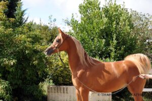 Photo de YALKAIIR DES AUBUS, pur-sang arabe passé au Haras de la Chataignière - Des Aubus