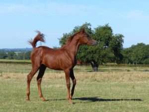 Photo de FLICKA DES AUBUES, pur-sang arabe passé au Haras de la Chataignière - Des Aubus