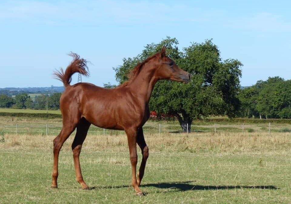 FLICKA DES AUBUES