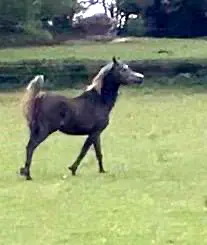 Photo de AMIRAL DES AUBUS, pur-sang arabe passé au Haras de la Chataignière - Des Aubus