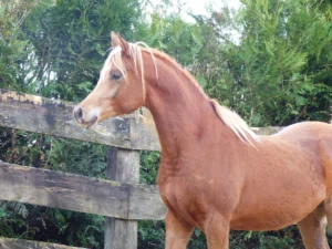 Photo de AWEL DES AUBUS, pur-sang arabe passé au Haras de la Chataignière - Des Aubus