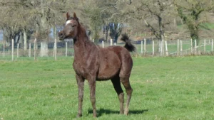 Photo de DORAH DES AUBUES, pur-sang arabe passé au Haras de la Chataignière - Des Aubus
